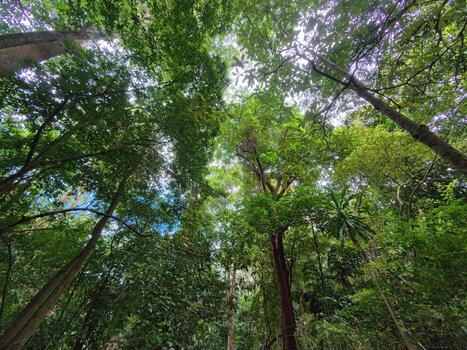Tree tops viewed from below. Green Forest. Tree with green leaves and sunlight. photo