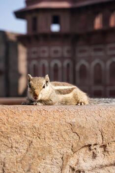 Indian palm squirrel resting on a stone wall in bright daylight with ancient architecture in the background photo