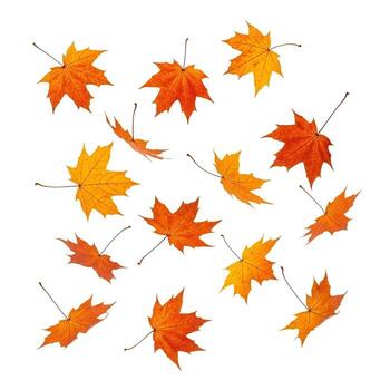Falling brown maple leaves isolated on white photo
