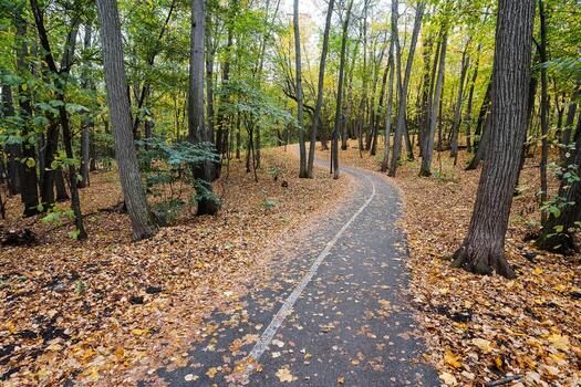A beautiful and winding path through the woods, covered with a variety of vibrant leaves scattered on the ground beneath the towering trees, creating a serene natural environment to explore photo