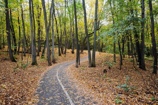 A narrow and inviting path winds its way through the heart of a tranquil forest, which is beautifully blanketed with a thick layer of fallen leaves, creating a truly picturesque scene photo