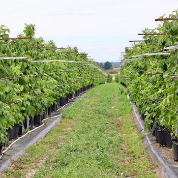 Raspberry canes growing in black pots and supported by a trellis system in long rows under an open sky, illustrating container or intensive farming. photo