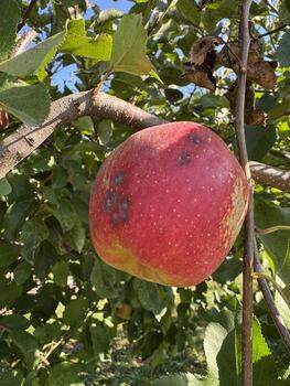 Red apple hanging from a tree branch, surrounded by lush green leaves, showcasing natural ripeness and vibrant color in an orchard setting, perfect for seasonal themes photo
