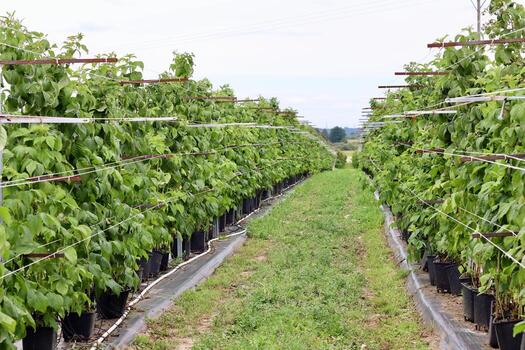 Raspberry canes growing in black pots and supported by a trellis system in long rows under an open sky, illustrating container or intensive farming photo