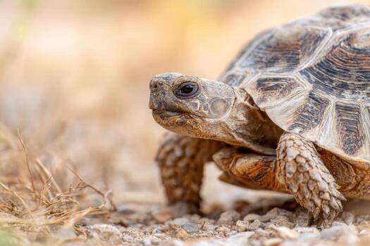 Close-up of tortoise shell showcasing rough texture and intricate patterns, highlighting the natural beauty and unique features of this fascinating reptile photo