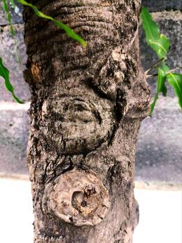 Tree trunk with rounded knot rough bark and fresh sprout beside a street curb in bright daylight showing natural texture and growth photo