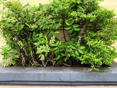 Compact ornamental shrub pruned into a rounded canopy rising from a low planter ledge with layered foliage and sturdy stems forming a neat urban sidewalk greenery display photo