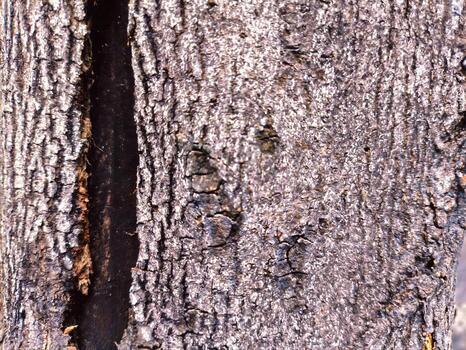 Close view of tree bark with a deep vertical crack showing rough ridges grooves and weathered texture photo