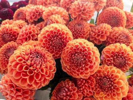 Orange pompon dahlias in full bloom macro floral background with vivid petals, circular pattern and natural texture photo