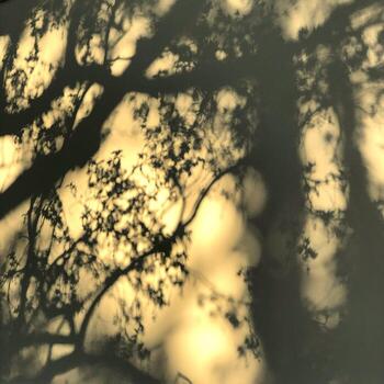 Shadows of tree branches and leaves on yellow wall. Texture of tree branches on a wall illuminated by the setting sun photo