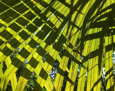 Palm leaves close-up, showcasing light and shadow play in a sunny environment photo