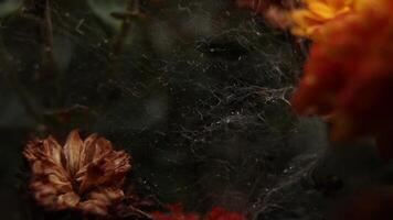 Autumn Abstraction. Close-up of Dry Flowers and Water Drops on a Spider Web. abstraction of the autumn season. The Web of Autumn. Drops and Dry Flowers Against a Nature Background video