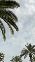 bakgrund med grön palmer löv på en molnig himmel bakgrund. vertikal, kopia Plats, Föra in text video