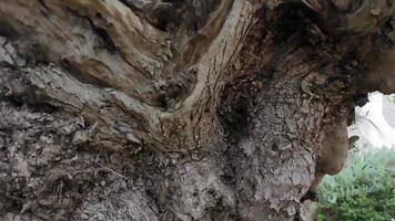 hög upplösning betona texturerad yta av gammal oliv träd trunk med naturlig video
