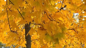 en ljus, närbild se av en lönn träd tak i lågor med vibrerande gul och gyllene löv mot en mörk trunk och grenar, upplyst förbi solljus, fångande de väsen av höst lövverk. video