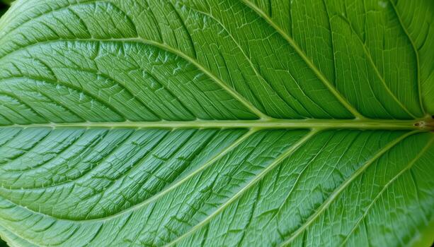 A close up of a large green leaf photo