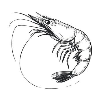 Elegant shrimp sketch design for culinary projects and menus vector