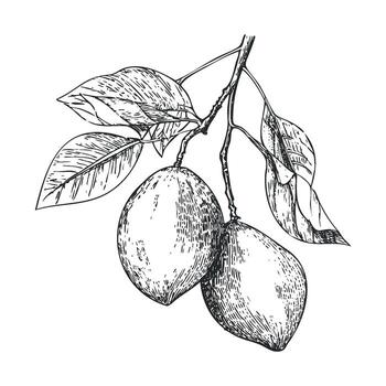 limón árbol rama con maduro limones y verde hojas para culinario utilizar vector