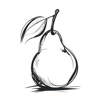 Sketch of a pear with a leaf for creative design projects vector