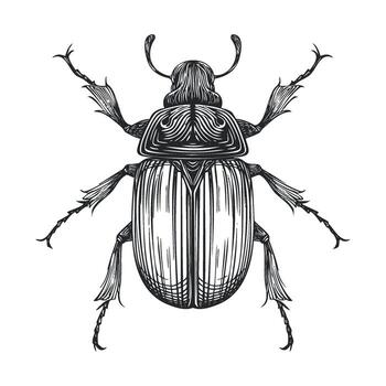 Detailed sketch of a beetle with intricate patterns and design vector