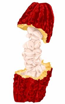 a red cocoa pod with white chocolate seeds inside issolated on white vector