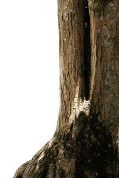 vecchio albero tronco isolato design elemento png