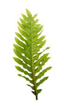 verde folha samambaia isolado png