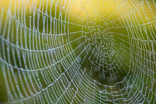 Cobweb with dew drops. Can be used as background photo