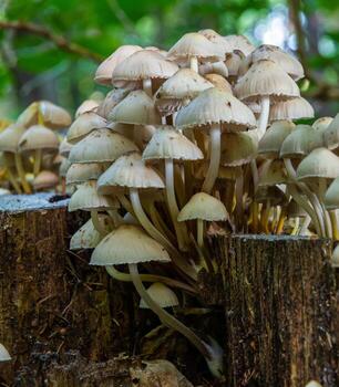 otoño delicado, hermosa seta macro cerca arriba de fructificación hongos en un caído podrido árbol con musgo durante suave nublado ligero en un abierto ancho cubierto de hojas bosque bosque piso foto