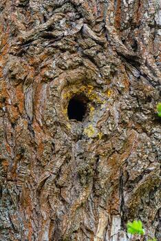 Close-up view of a tree trunk with a hollowed-out section showcasing bark texture and natural elements taken in a forest during daylight hours photo