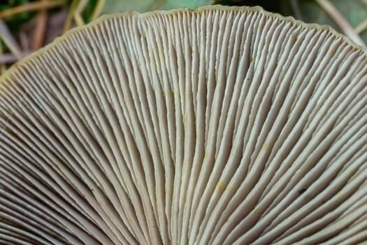 Close-up view of mushroom gills, linear patterns in creamy tones, copy space photo
