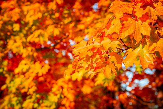 Close up maple branches show gold, orange, red leaves in warm daylight. Tight composition with shallow depth of field and bokeh conveys fall transition. photo