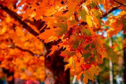 Close up maple branches show golden orange and red leaves, textured trunk, and soft bokeh of similar trees, warm directional sunlight enhances translucent hues in fall photo