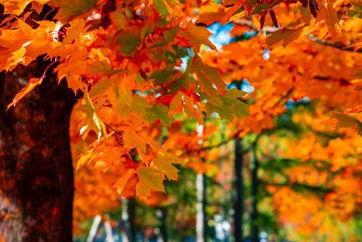Maple leaves in orange, red, and gold fill the frame in warm light. Shallow depth of field blurs trunks and paths, edges crisp and bokeh soft in mid autumn. photo