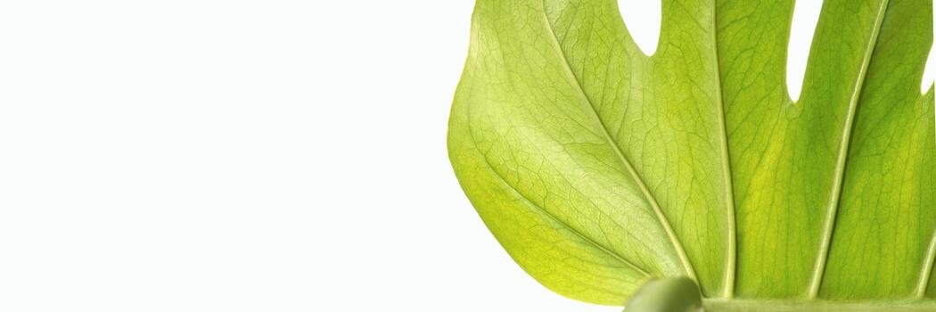 Close-up of vibrant green leaf with visible veins against white background. photo