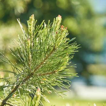 Close-up of sunlit pine needles with soft green bokeh background in a forest setting. photo