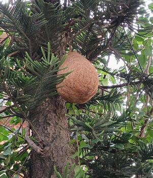 Intricate bird nest hangs from leafy tree branch in a lush, tranquil forest setting photo