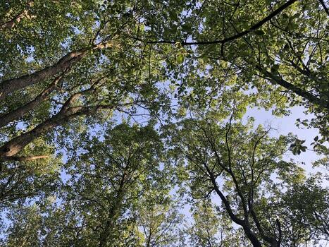 forest, summer sunny day, tall trees swaying overhead, low angle view photo