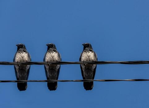 Gray crows sitting on low angle view, blue sky background photo