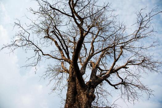 Big tree with sky background photo