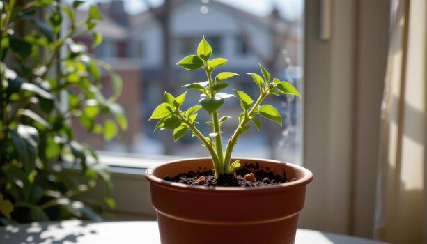 A potted plant is placed on a table near the window, the sunlight highlighting the delicate details of its form. photo