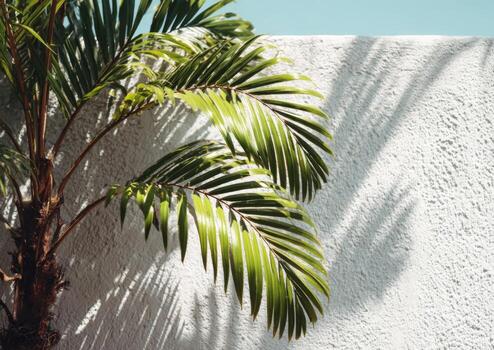 Palm tree leaves casting shadows on white wall photo