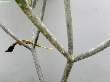 Close-up of a tree with bare branches and a single dry leaf against a plain wall. photo