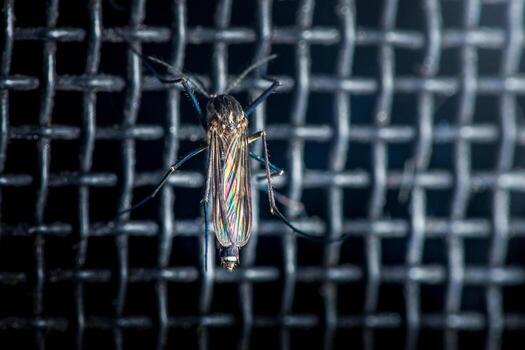 Mosquito resting on screen mesh preventing access photo