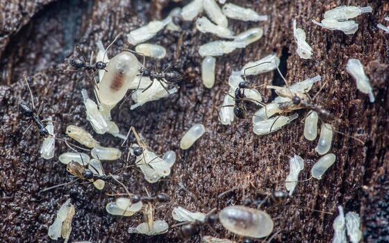 Ants caring for pupae and larvae in colony nest photo
