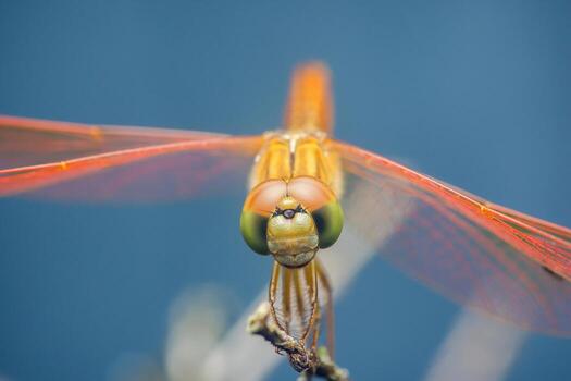 Dragonfly with large compound eyes looking at camera photo