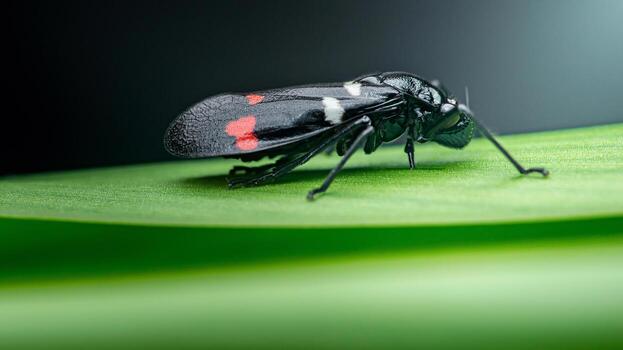 Tiny black bug with red spots resting on a green leaf photo