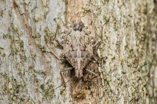 Stink bug camouflaging on rough tree bark photo
