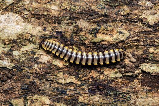 Millipede crawling on aged tree bark texture photo