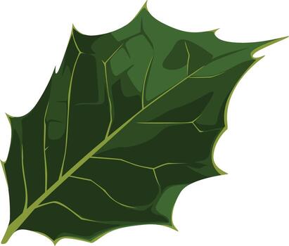 Illustration of a single, glossy, dark green holly leaf with sharp points, isolated against a white background. vector